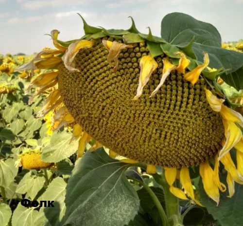 Насіння соняшника Фолк Толерантний До Гранстару- фото № 1