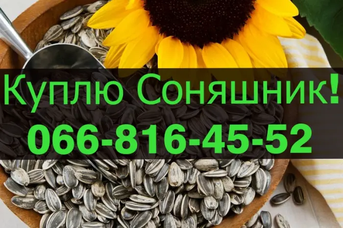 Купую соняшник у будь-якому обсязі- фото № 1