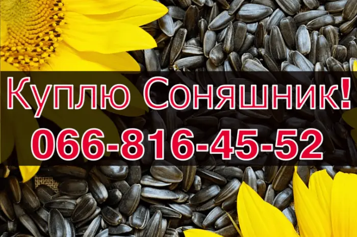 Куплю соняшник за високою ціною! Сушка та зберігання зернових- фото № 1