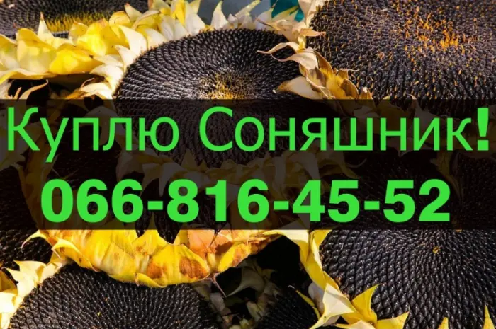 Закупаем подсолнечник по высоким ценам! Оплата на месте!- фото № 1