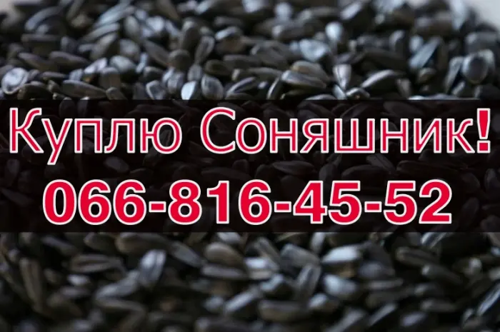 Закупівля соняшнику урожай 2024! Оплата на вагах- фото № 1