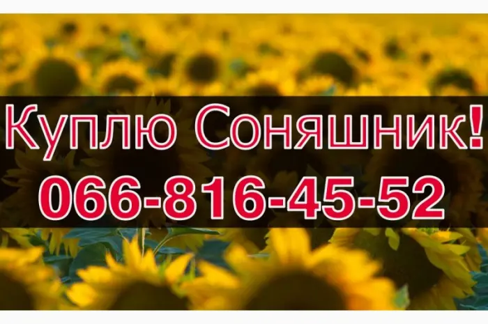 Закупівля соняшнику! Високі ціни та оплата на вагах- фото № 1