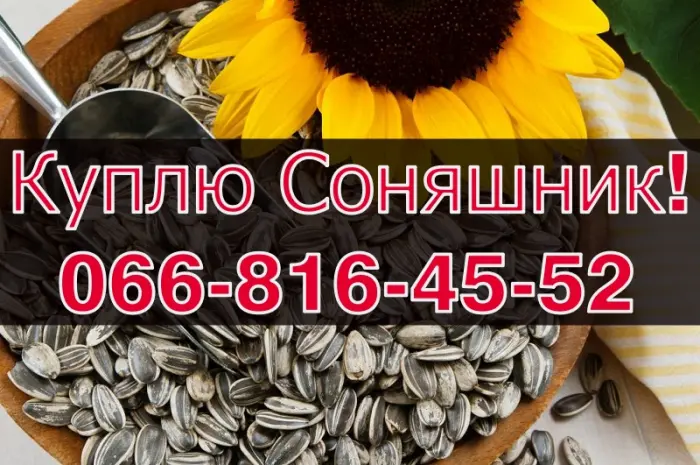 Купую соняшник на постійній основі!- фото № 1