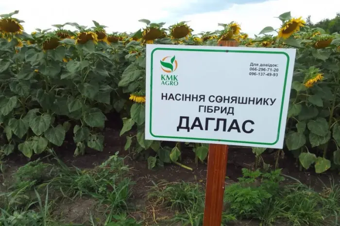 Насіння соняшнику гібрид ДАГЛАС у продажу- фото № 4