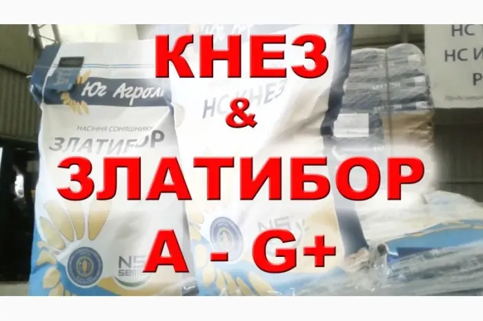 Продается семена подсолнечника гибрида Златибор от Нови Сад- фото № 1