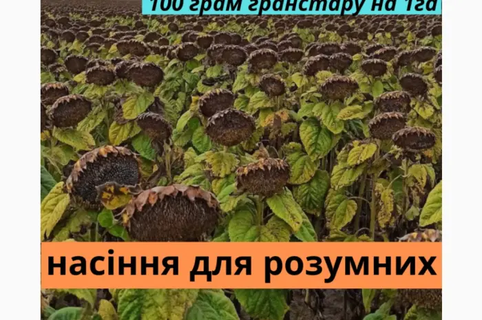 Семена подсолнечника гибрид Фараон- фото № 1