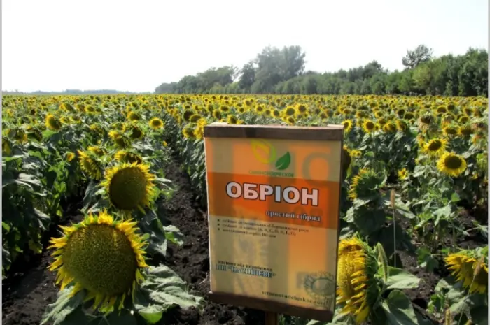 Высокоурожайные семена подсолнечника под гербицид Експресс- фото № 2