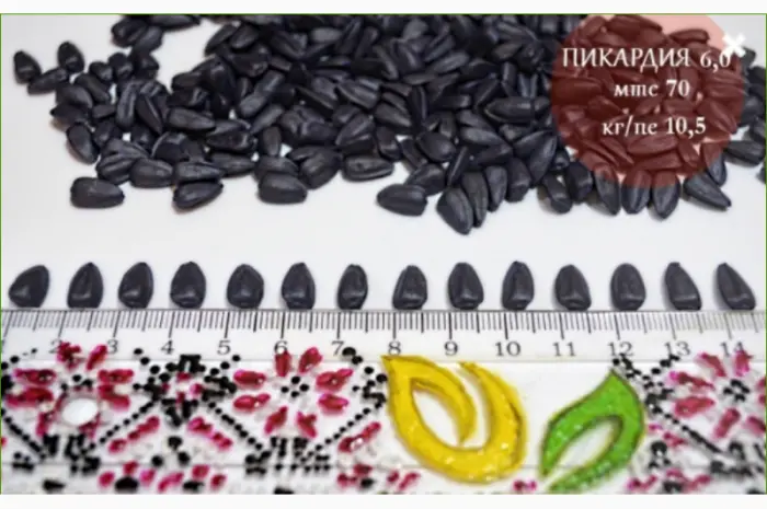 Высокоурожайные семена подсолнечника под гербицид Експресс- фото № 7