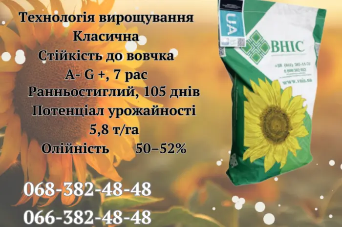 Насіння соняшника ЛАЙМ (екстра) 2023 года- фото № 1