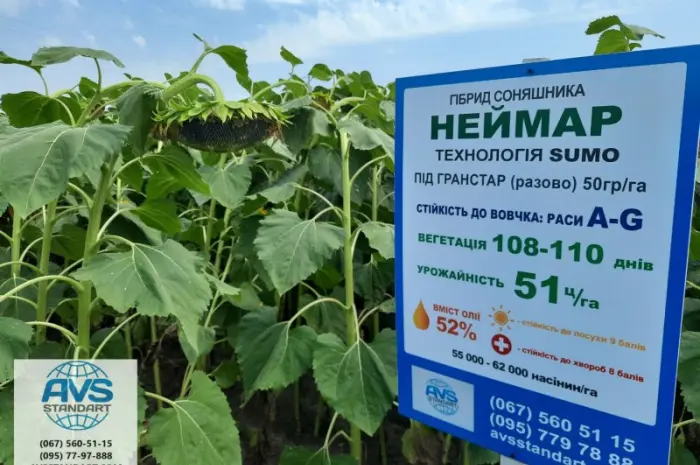 Семена подсолнечника Неймар A-G. Гибрид подсолнечника Неймар 43ц/га- фото № 3