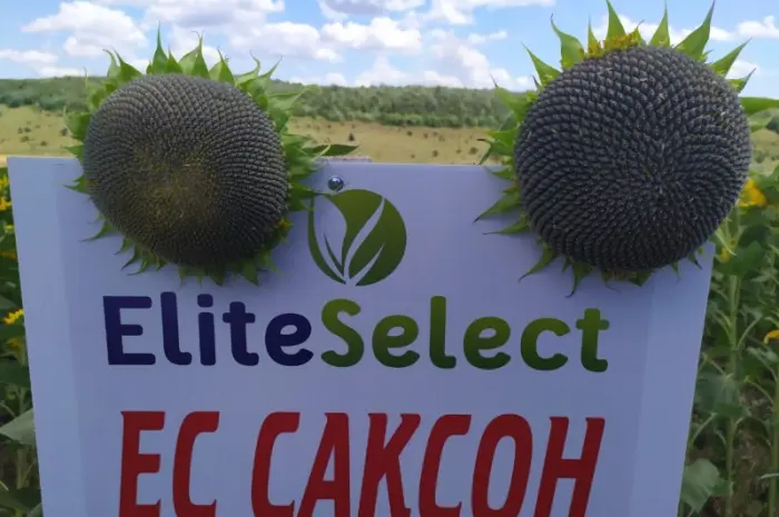 Семена ЕС Саксон под Гранстар. Гибрид подсолнечника ЕС Саксон A-G. Стандарт фракция- фото № 1