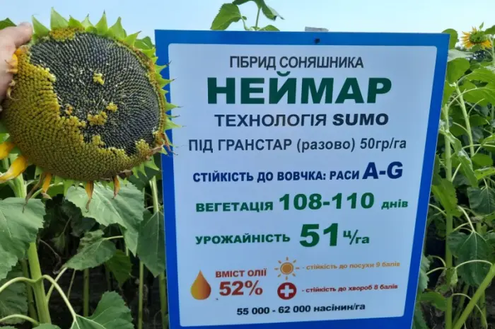Неймар Плюс под гранстар. Подсолнечник Неймар Плюс 50ц/га- фото № 2