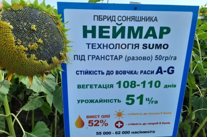 Неймар під гранстар. Гібрид Неймар 43ц/га. Соняшник Неймар вовчок раси A-G- фото № 1