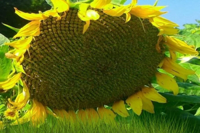 Насіння соняшника НЕЙМАР (A-G+) НОВИЙ толерантний до гранстару- фото № 1