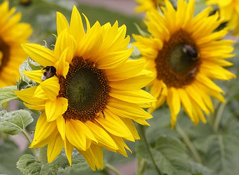 Насіння соняшника Сантос Плюс- фото № 1