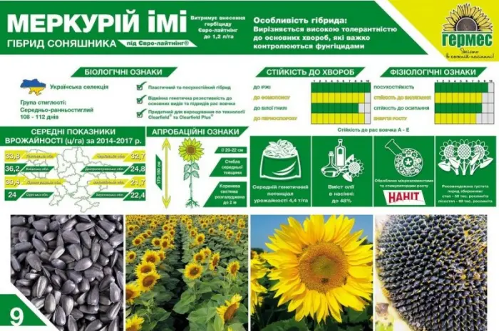 Подсолнух МЕРКУРИЙ ОР (Екстра) соняшник Меркурій ОР- фото № 2
