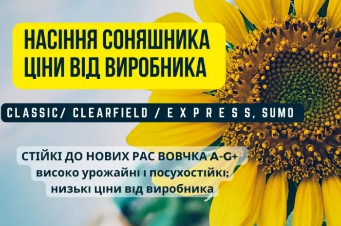Новинка!!! Насіння Соняшника Гібрид - УРБАН OR7 (SU)- фото № 1