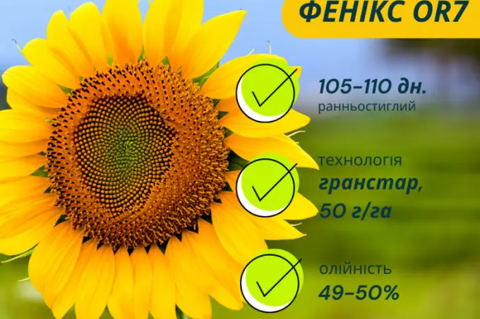 Акція !!! Насіння соняшника толерантний до гранстару + гербіцид у подарунок- фото № 2