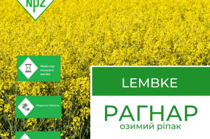 Насіння озимого ріпаку Рагнар – висока врожайність- фото № 1