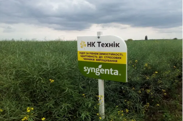 Насіння озимого ріпаку НК Технік від Сингента- фото № 2