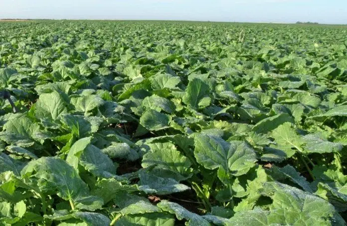 Насіння озимого ріпаку гібрид Маркус у продажу- фото № 1