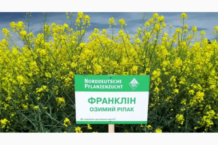 Насіння озимого ріпаку Франклін NPZ-Lembke (Лембке) у Києві- фото № 1