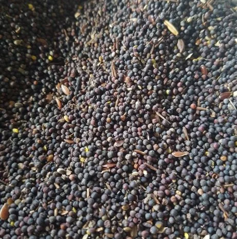 Закупаем отходы рапса- фото № 1