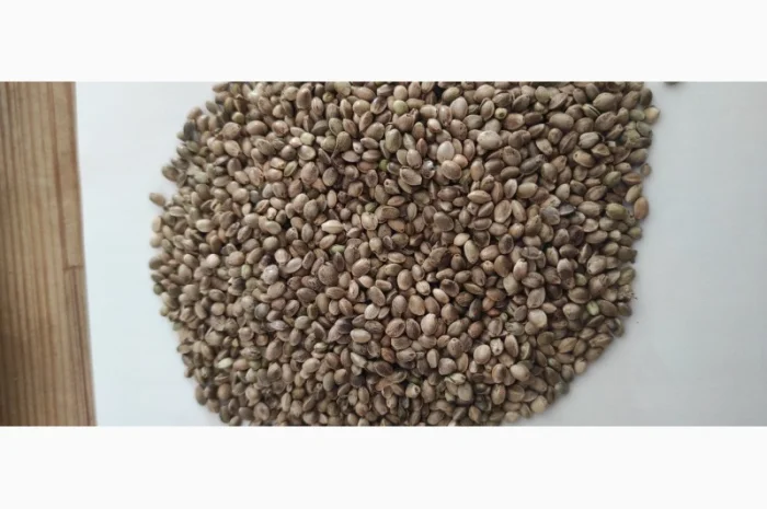 Насіння технічних конопель- фото № 1