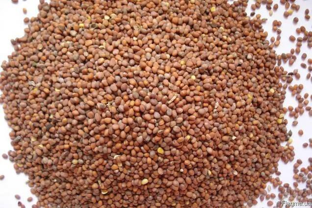 Олійна редька- фото № 1