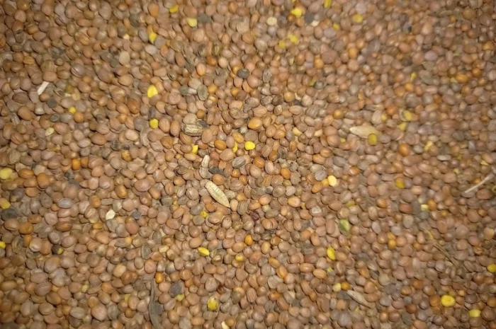 Продам олійну редьку- фото № 1