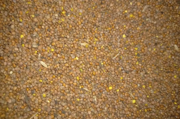 Продам олійну редьку- фото № 2