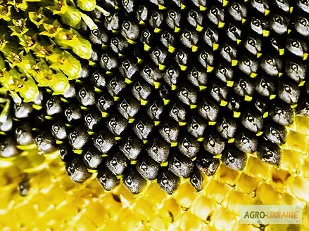 Куплю подсолнух, соняшник базу без черг- фото № 1