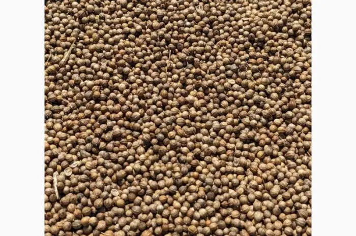 Коріандр дворучка сорт Оксаніт Еліта 1 репродукція- фото № 2