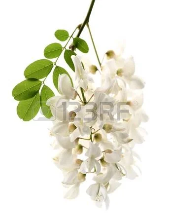 Настойка акации белой- фото № 4