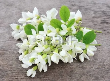 Настойка акации белой- фото № 5