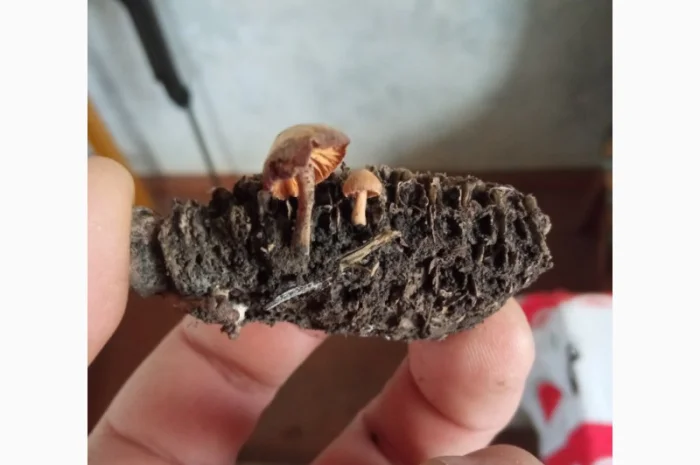 Деструктор пожнивных остатков +удобрение для улучшения качества почвы- фото № 1