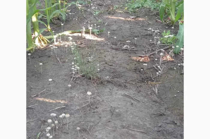 Деструктор пожнивных остатков +удобрение для улучшения качества почвы- фото № 3