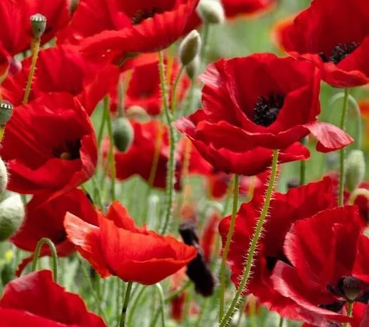 Потребители агрохимии и средств биозащиты- фото № 1