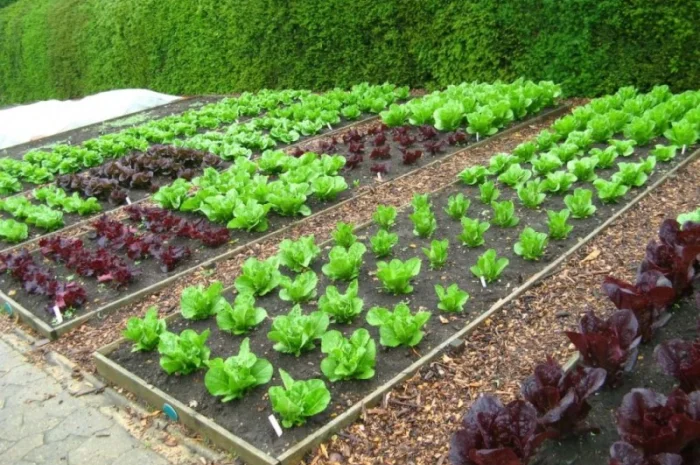 Торф сільськогосподарський- фото № 1