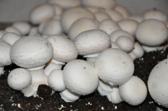 Торф екскаваторний- фото № 1