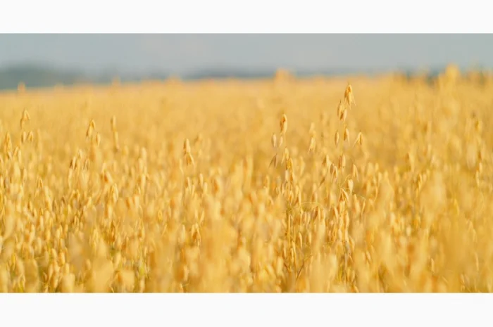 Суміш сидератів осіння- фото № 1