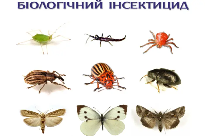 Актарофит - инсектицид-акарицид контактно-кишечного действия- фото № 4