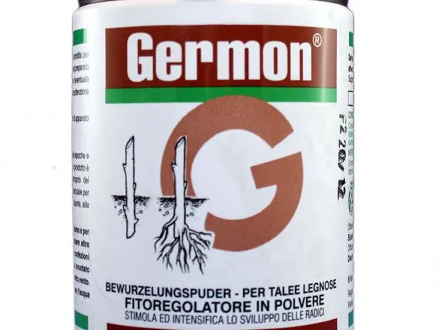 Germon 75% (Жермон) 100г - стимулятор росту для укорінення живців деревних порід- фото № 1