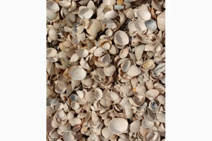 Сировина карбонатна (черепашка річкова)- фото № 1