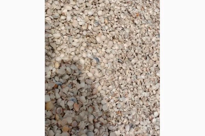 Сировина карбонатна (черепашка річкова)- фото № 2