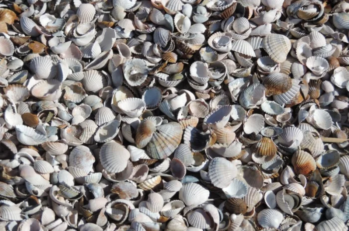 Сировина карбонатна (черепашка річкова)- фото № 4