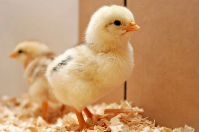 Курчата кормові, курчата добові заморожені на корм- фото № 1