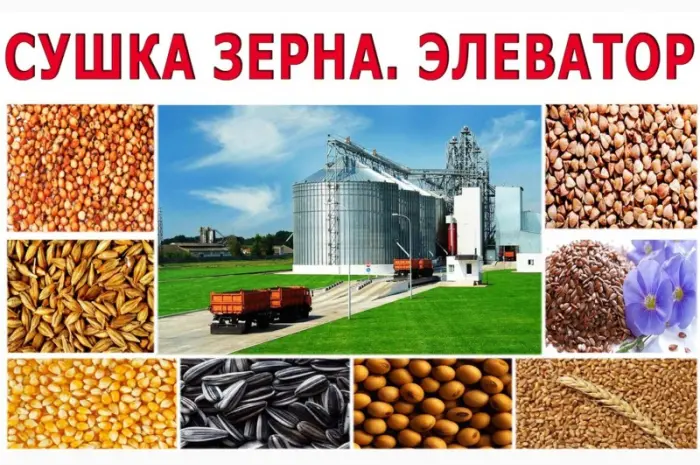 Сушка зерна. Сушка зерна. Чистка зерна в Киевской обл- фото № 2