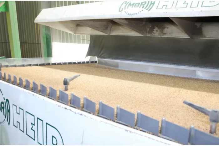 Доробка насіння, послуги насінневого заводу- фото № 2