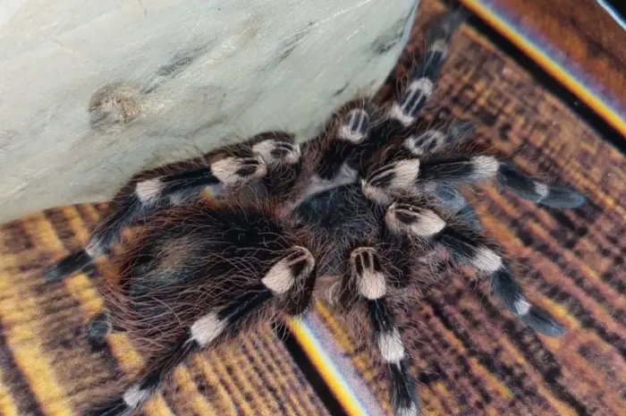 Паук - птицеед Акантоскурия Геникулята (Acanthoscurria geniculata)- фото № 1